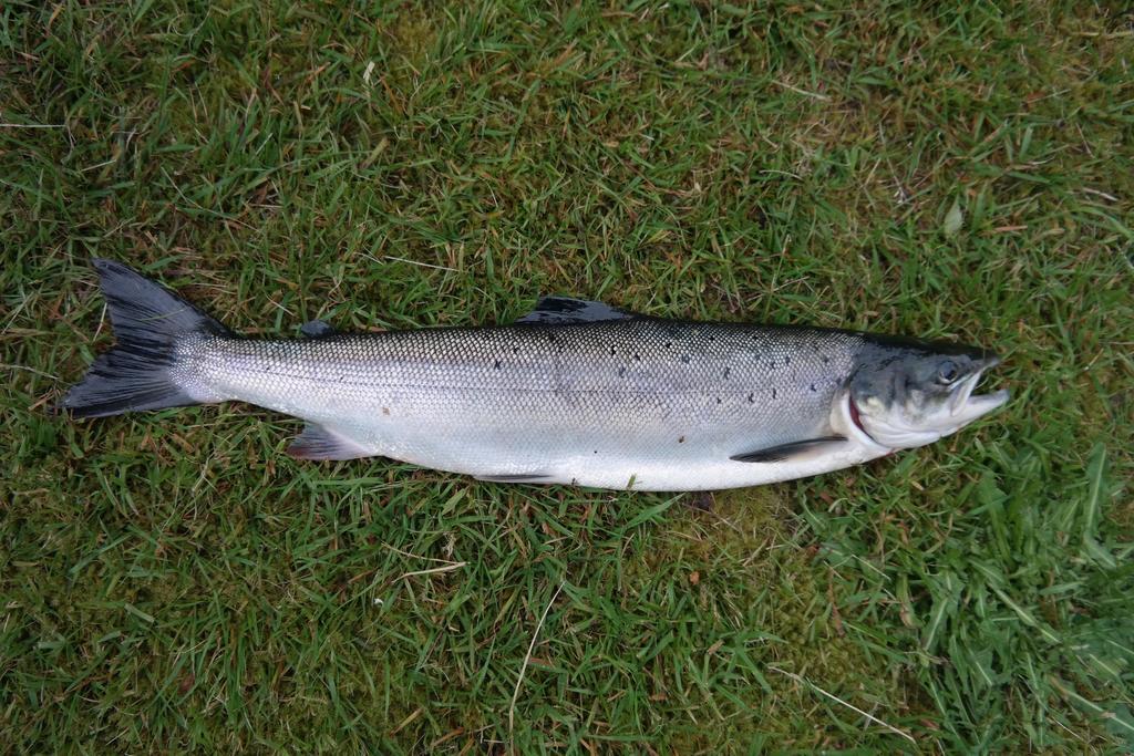 Holmset Camping And Fishing Namdalseid Buitenkant foto